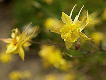 TGA：《小缇娜的奇幻之地》公开最新预告片 3月25日上线